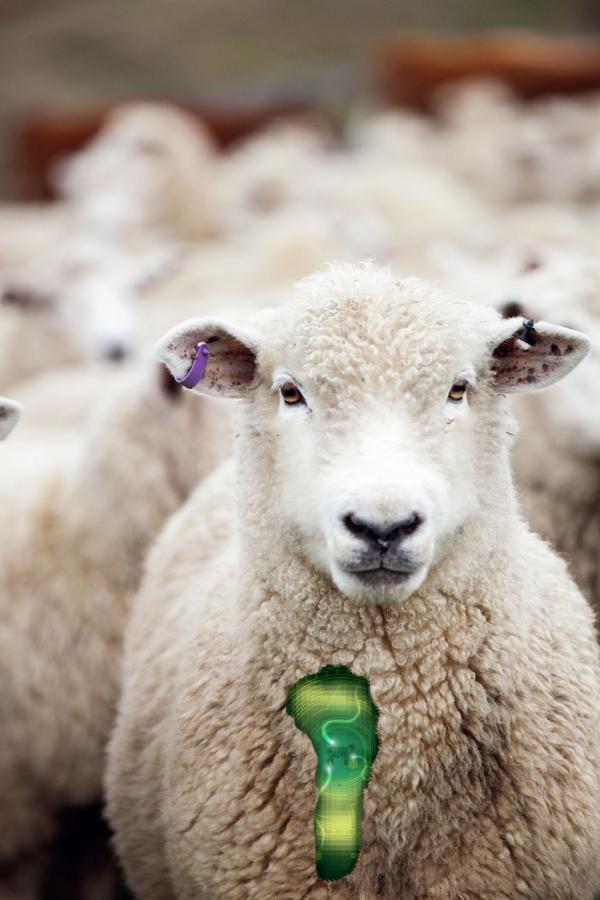 Grassendale Genetics Sheep DNA Illustration